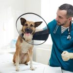 Best Pet Insurance Companies In California.jpg