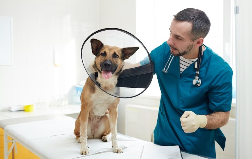 Best Pet Insurance Companies In California.jpg